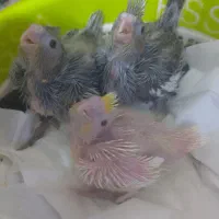 پرنده|پرنده|شوشتر, |دیوار