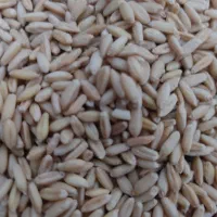 گندم صدرا بذری|عمده‌فروشی|شراء, |دیوار