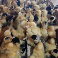 مرغابی گوشتی|حیوانات مزرعه|رشت, رودباری|دیوار