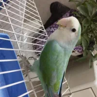 یک کوتوله راهب خوشگل و دستی .