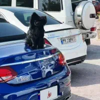 اجاره بنز c200