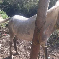 اسب ۴ سال همچی عالی هم سواری هم باری