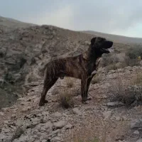 سگ افقان|سگ|شیروان (خراسان), |دیوار