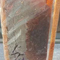 عسل + موم ( طبیعی )