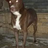 سگ نگهبان
