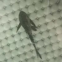 تعویض ماهی آکواریوم با گیاه