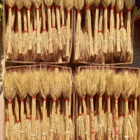 دسته خوشه گندم|گل و گیاه طبیعی|کوهیخیل, |دیوار