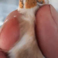 سهره و قناری|پرنده|دماوند, دماوند|دیوار