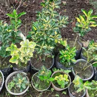 گل و گیاه .شمشاد