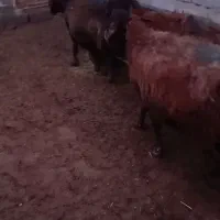 میش سرخ ابستن