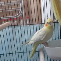 عروس لوتینو خوشکل