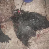 مرغ سفید ماشینی وخروس سیاه|حیوانات مزرعه|قم, جمکران|دیوار