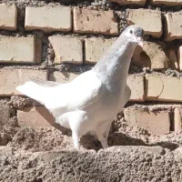 کفتر ساده و چپ|پرنده|سبزوار, کهنه آب|دیوار