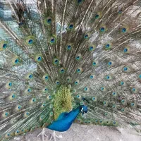 سیم کارت 912 به بهترین قیمت پیشنهادی فروخته میشه