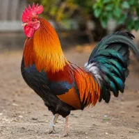 خروس جوان