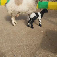 میش وبره درجه یک(بره نر )