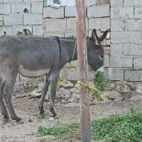 یک عدد الاغ ماده گوسفندی