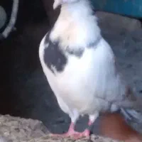 کبوتر خال|پرنده|ایلام, |دیوار