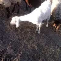 بز سانن ونر بز سانن|حیوانات مزرعه|درگز, |دیوار