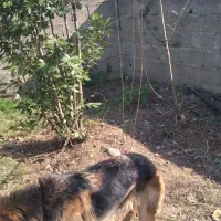 سگ ژرمن ماده