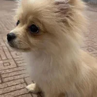 پامر روباهی اصلی ۵ ماهه