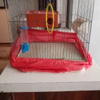 مرغ عشق|پرنده|تهران, وحیدیه|دیوار