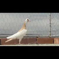 شکارسره ایی نار پشت دم زرد اسطوره عتیقه