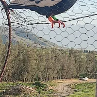 وسینه ابلغ زرد ماده