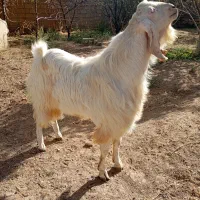فروش تعدادی بز و بزغاله اصیل پاکستانی گوش دراز|حیوانات مزرعه|مهاباد (آذربایجان غربی), |دیوار