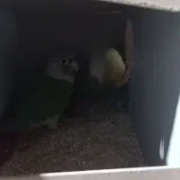 گیرینجیک|پرنده|شاهینشهر, فیض|دیوار