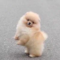 سگ پامر پامرانین دوسر خرسی بو فیس