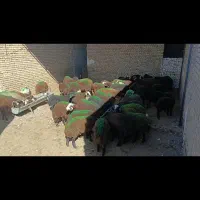 بره نر افشاری پای پروار