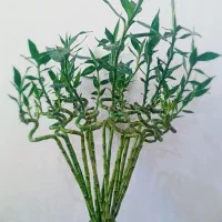 فروش بامبوجوانه