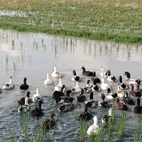 اردک گوشتی و تخم گذار|حیوانات مزرعه|لولمان, |دیوار