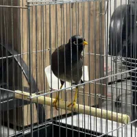 مینا سخنگو|پرنده|تهران, صادقیه|دیوار