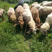 فروش بره نر گوسفند قربانی عمده تعداد بالا و خرده