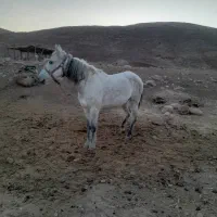 اسب مادیان|اسب و تجهیزات اسب‌سواری|کوهنانی, |دیوار