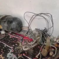 کپسول|قطعات یدکی و لوازم جانبی|زابل, |دیوار