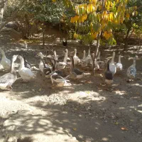 غاز وبوقلمون مرغ وقوغاز|حیوانات مزرعه|گلپایگان, |دیوار