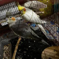 جفت عروس هلندی|پرنده|دوگنبدان, |دیوار