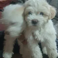 توله سگ پاکوتاه