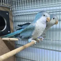 راهب ابی مولد