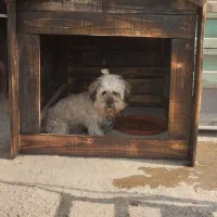 سگ پاکوتاه ردیف کامل واکسن زده|سگ|گلوگاه بابل (گلیا), |دیوار