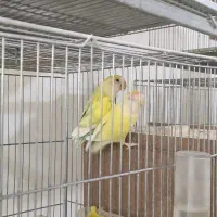 کوتوله مولد|پرنده|بابا حیدر, |دیوار