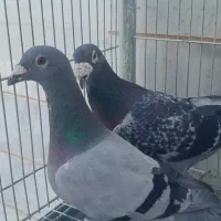 نر پرسفید ماده سبز