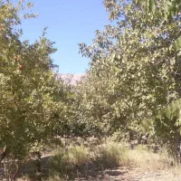 ۵۰۰باغ مثمر ۱۵کیلومتری بیستون منطقه چمچمال|فروش زمین و ملک کلنگی|بیستون, |دیوار