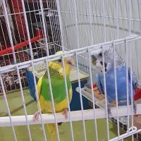 مرغ عشق نرو ماده بالغ|پرنده|شیراز, سلطان آباد|دیوار