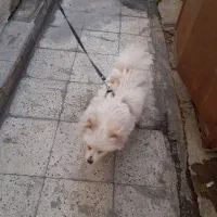 سگ پامر ۶ ماهه شناسنامه دار ۸ تومن