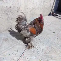 عروسک مرغ وخروس معاوضه