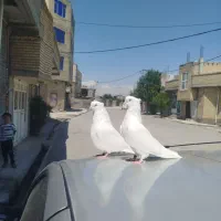 کبوتر سفید جفت